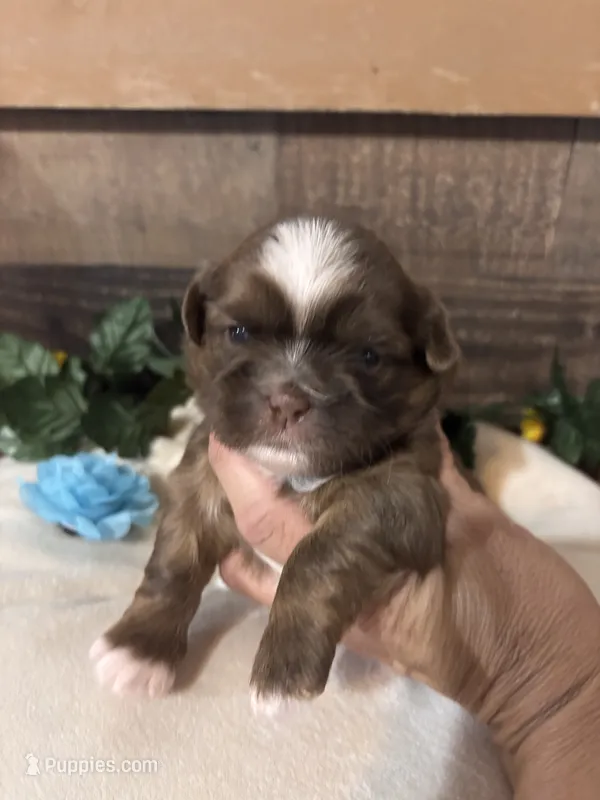 Chulo – Shih Tzu puppy for sale in Buda, TX