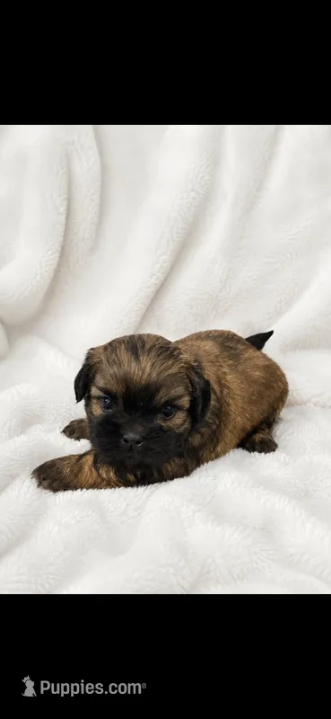 Hershey – Shih Tzu puppy for sale in Buda, TX