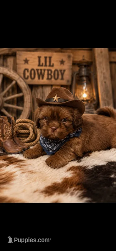 Lil red – Shih Tzu puppy for sale in Buda, TX