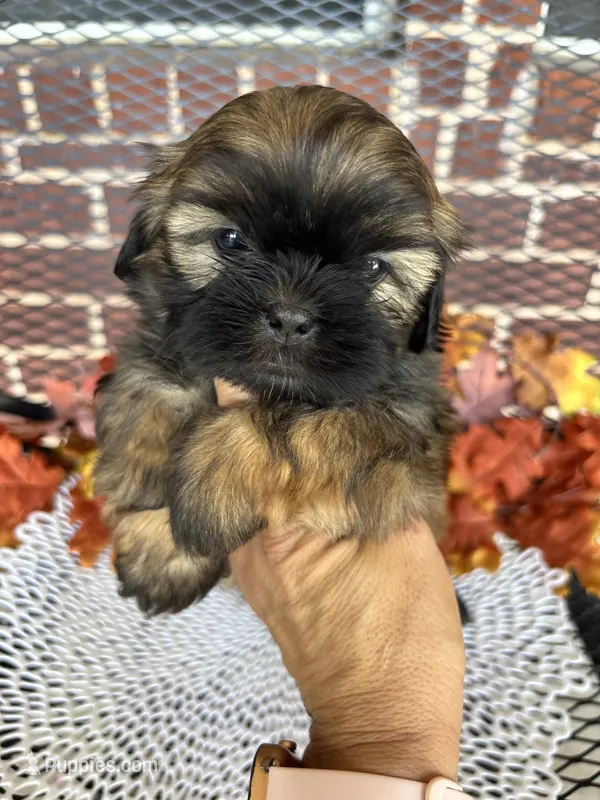 Milo – Shih Tzu puppy for sale in Buda, TX