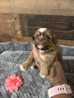 PRINCESS, a female Shih Tzu for sale in Buda, TX – 2 of 3