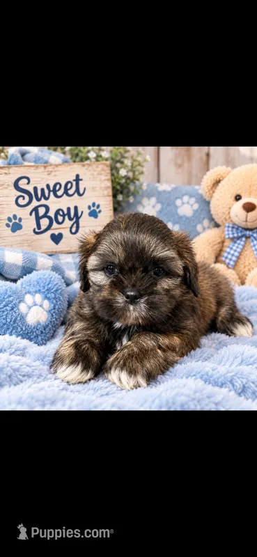 Tip – Shih Tzu puppy for sale in Buda, TX