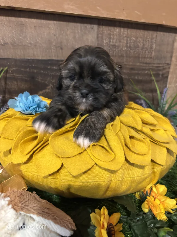 Gorgeous – Shih Tzu puppy for sale in Buda, TX