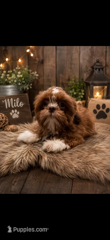 Milo – Shih Tzu puppy for sale in Buda, TX
