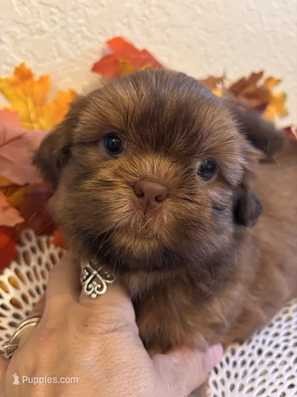 Lil    Red – Shih Tzu puppy for sale in Buda, TX