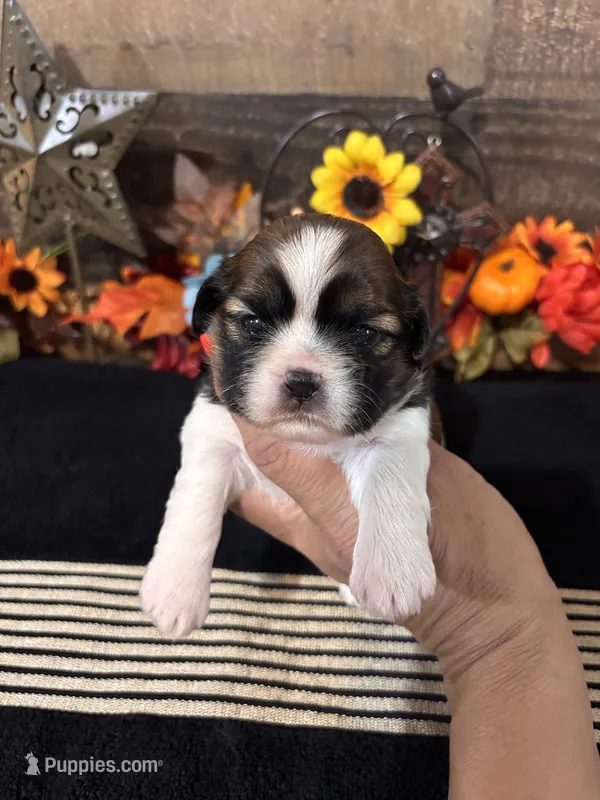 Amigo – Shih Tzu puppy for sale in Buda, TX