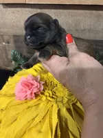 Estrelita, a female Shih Tzu for sale in Buda, TX – 4 of 4