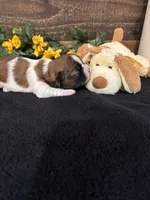 Panda, a male Shih Tzu for sale in Buda, TX – 2 of 5