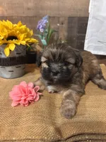 Beautiful , a female Shih Tzu for sale in Buda, TX – 3 of 4