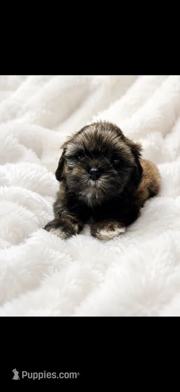 Tip – Shih Tzu puppy for sale in Buda, TX