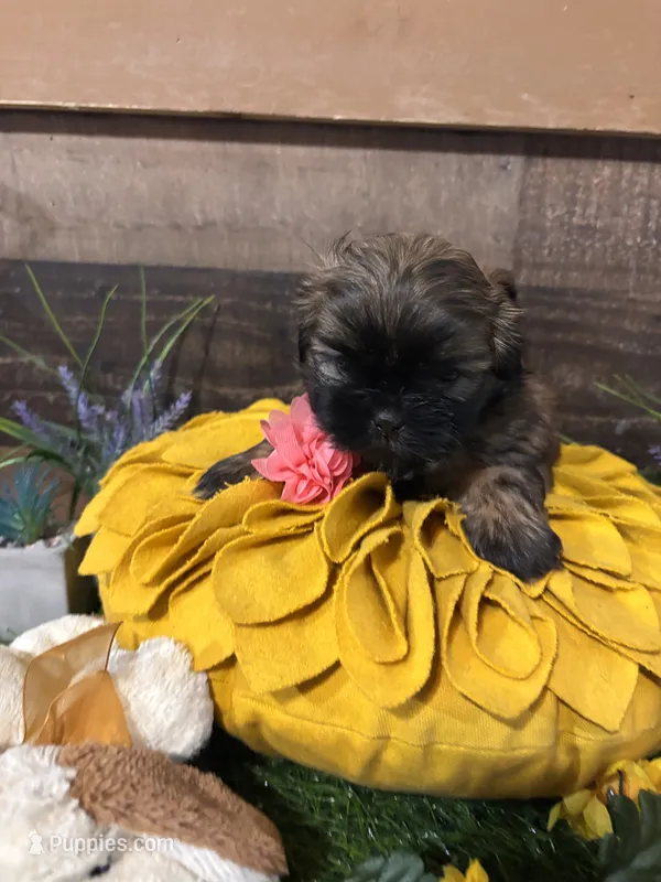 Estrelita – Shih Tzu puppy for sale in Buda, TX