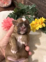Goldie, a female Shih Tzu for sale in Buda, TX – 5 of 5