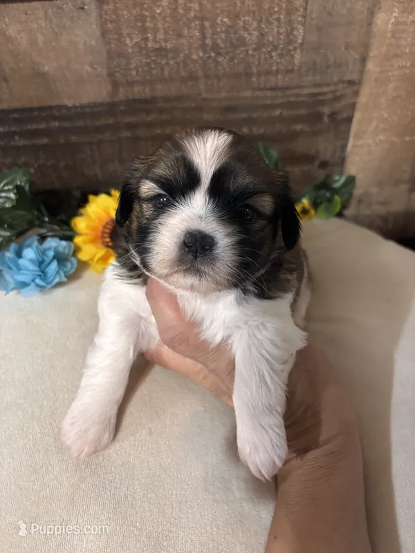 Amigo – Shih Tzu puppy for sale in Buda, TX