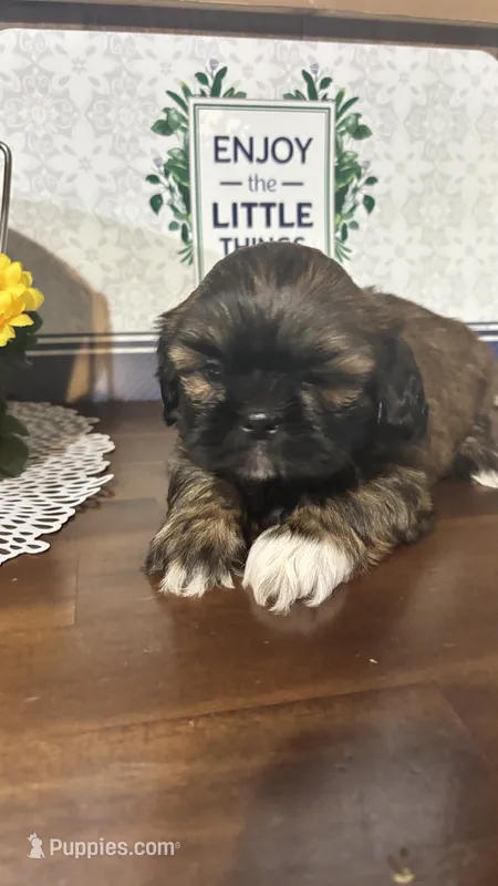 Boot – Shih Tzu puppy for sale in Buda, TX