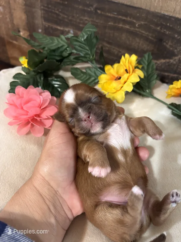 Goldie – Shih Tzu puppy for sale in Buda, TX