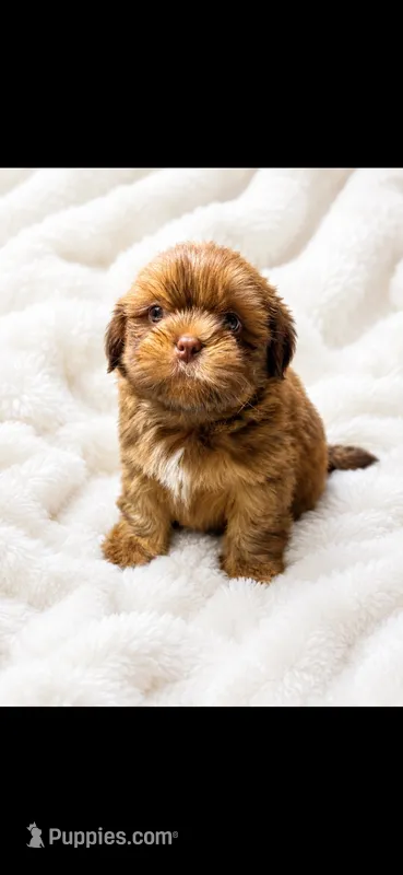 Lil    Red – Shih Tzu puppy for sale in Buda, TX