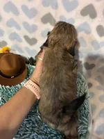 Milo, a male Shih Tzu for sale in Buda, TX – 3 of 4
