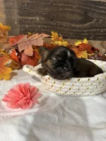 Love, a female Shih Tzu for sale in Buda, TX – 5 of 5