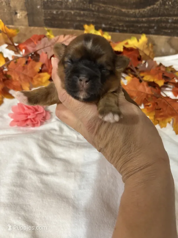 Angel – Shih Tzu puppy for sale in Buda, TX