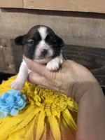 Amigo, a male Shih Tzu for sale in Buda, TX – 2 of 3