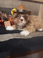 Zues, a male Shih Tzu for sale in Buda, TX – 2 of 5