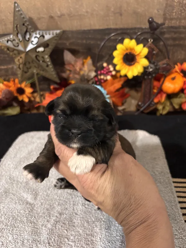 Nico – Shih Tzu puppy for sale in Buda, TX