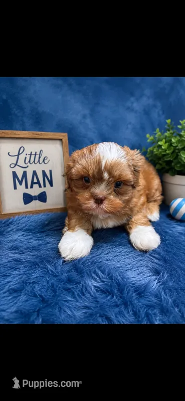 MILO – Shih Tzu puppy for sale in Buda, TX