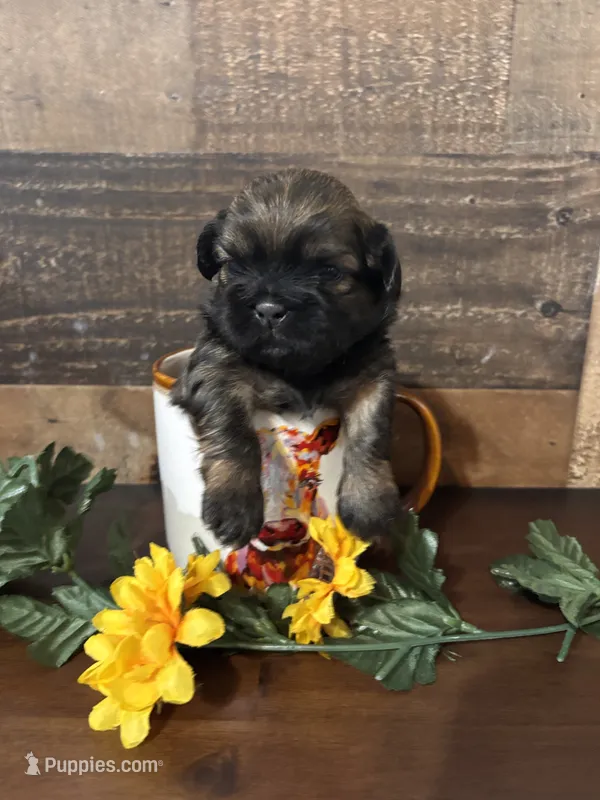 Hershey – Shih Tzu puppy for sale in Buda, TX