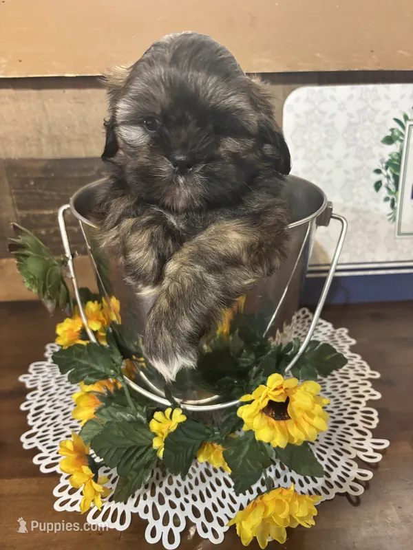 Tip – Shih Tzu puppy for sale in Buda, TX