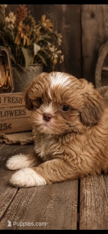 MILO – Shih Tzu puppy for sale in Buda, TX