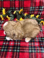 LIL COWBOY, a male Shih Tzu for sale in Buda, TX – 4 of 4