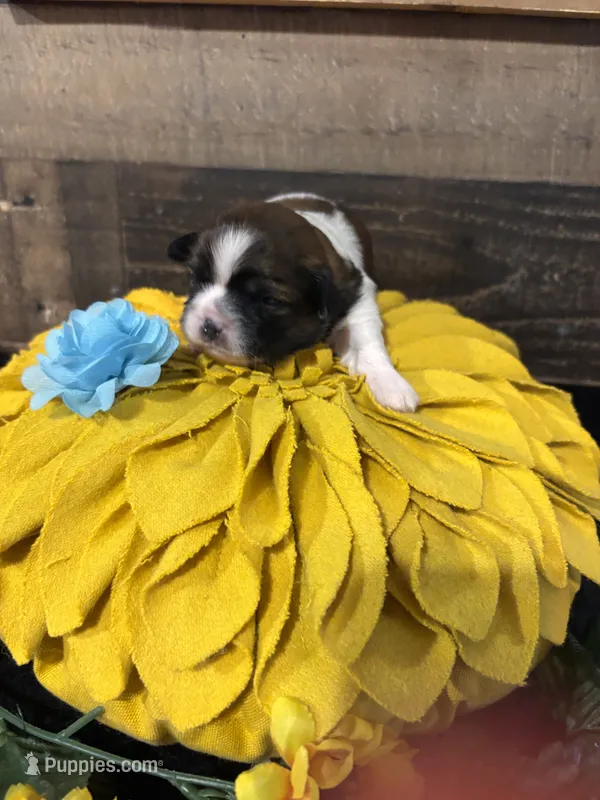 Amigo – Shih Tzu puppy for sale in Buda, TX