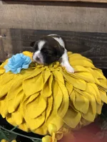Amigo, a male Shih Tzu for sale in Buda, TX – 1 of 3