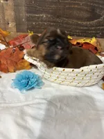 Milo, a male Shih Tzu for sale in Buda, TX – 4 of 4
