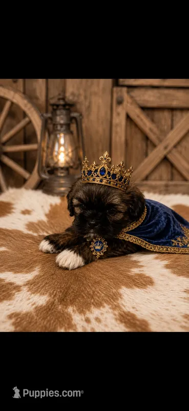 Boot – Shih Tzu puppy for sale in Buda, TX