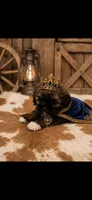 Boot, a male Shih Tzu for sale in Buda, TX – 1 of 4