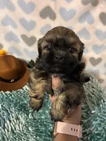 Milo, a male Shih Tzu for sale in Buda, TX – 2 of 4