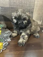 Cutie, a male Shih Tzu for sale in Buda, TX – 6 of 7
