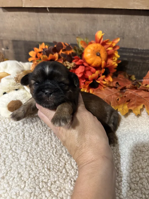 Love – Shih Tzu puppy for sale in Buda, TX