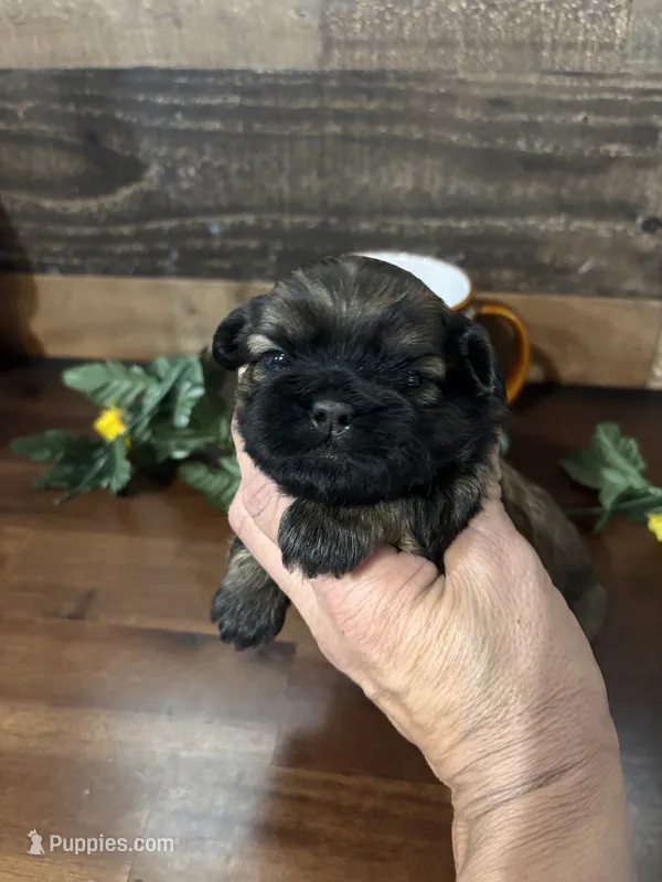 Hershey – Shih Tzu puppy for sale in Buda, TX