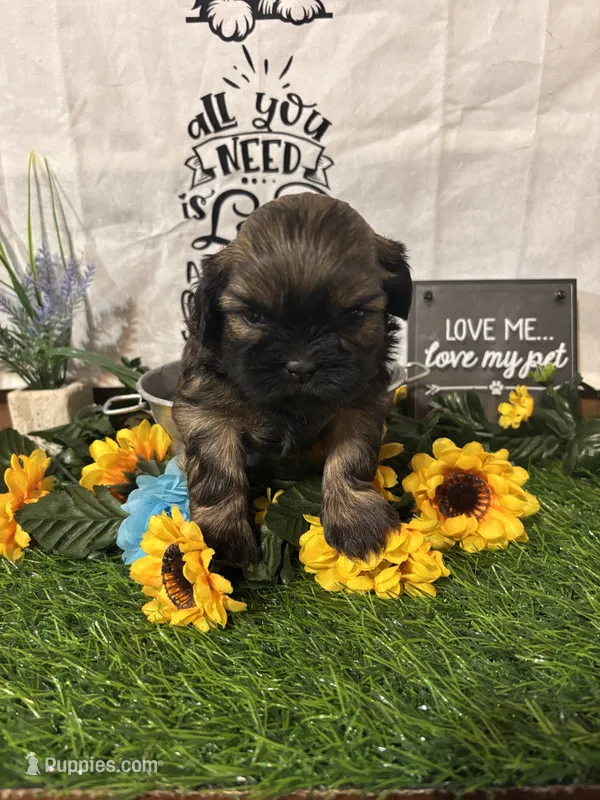 Hershey – Shih Tzu puppy for sale in Buda, TX
