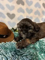 Hershey, a male Shih Tzu for sale in Buda, TX – 2 of 3
