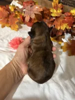 Love, a female Shih Tzu for sale in Buda, TX – 3 of 5