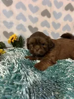 Lil red, a male Shih Tzu for sale in Buda, TX – 1 of 3
