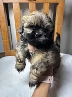 Cutie, a male Shih Tzu for sale in Buda, TX – 2 of 7