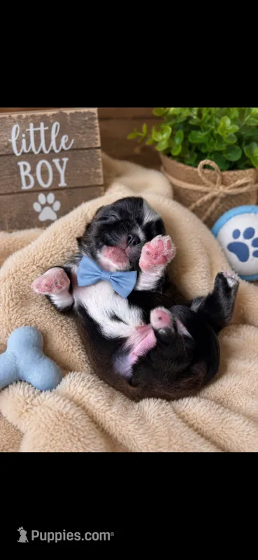 LiL cowboy – Shih Tzu puppy for sale in Buda, TX
