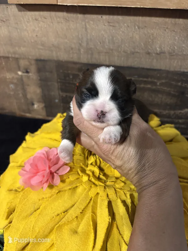 Miracle – Shih Tzu puppy for sale in Buda, TX