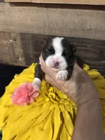 Miracle, a female Shih Tzu for sale in Buda, TX – 1 of 4
