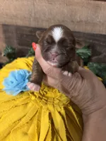 Chulo, a male Shih Tzu for sale in Buda, TX – 3 of 4