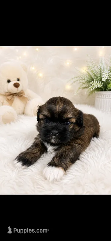 Nico – Shih Tzu puppy for sale in Buda, TX